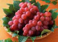 每日經歷神：屬靈的糧食