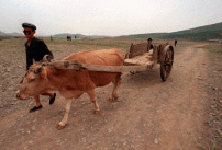 美國韓裔教會積極支援湧美北韓難民