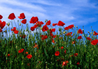 每日經歷神：每句閒話