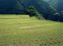 每日經歷神：心田的土質