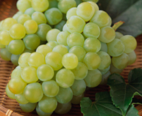 每日經歷神:聖靈的果子