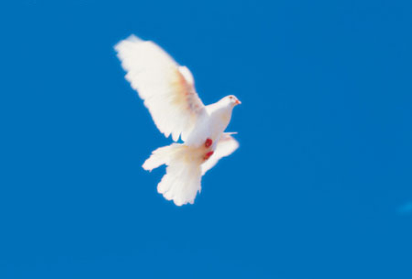 每日經歷神：聖靈同證