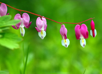 每日經歷神：高傲必使你卑下