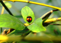 每日經歷神：有信心的盼望
