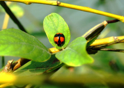 每日經歷神：有信心的盼望