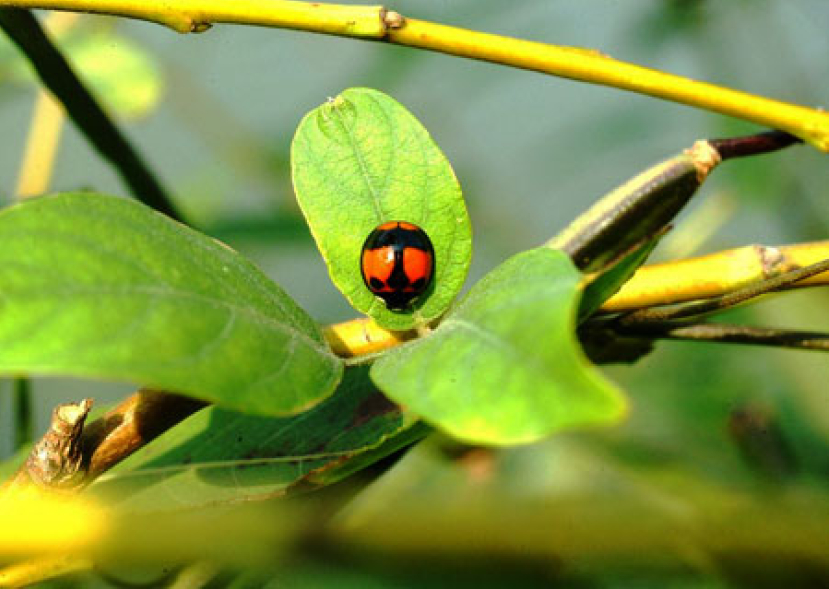 每日經歷神：有信心的盼望