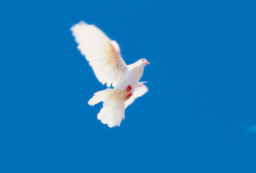 每日經歷神：他人的見證