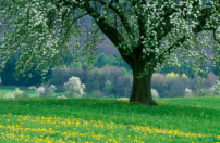 每日經歷神：日用飲食