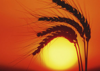 每日經歷神：神是信實的