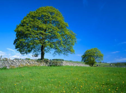 《市井聖徒》：安歇與甦醒