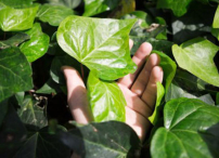 《市井聖徒》:返工遇上歌利亞