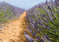 《市井聖徒》：你也要退去嗎？