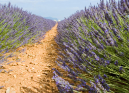 《市井聖徒》:你也要退去嗎?