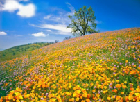 靈命的陶造：三月九日