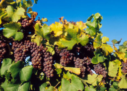 靈命的陶造：三月二十九日