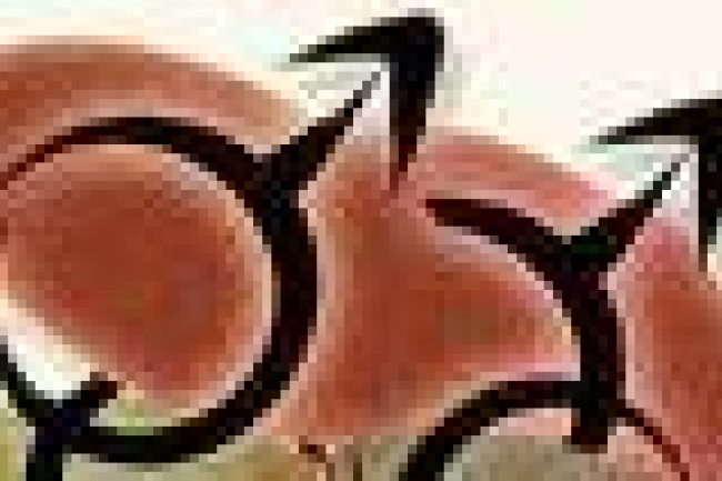 澳洲維多利亞省正式承認同性婚姻