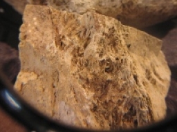 疑是方舟化石於蘇黎世化驗年期