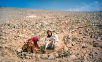 叙利亞旱災嚴重 預算需二千萬美元救援
