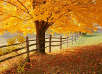 夏末初秋的可人兒