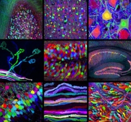 IQ是否可以提昇
