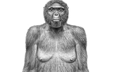 最早「人類祖先」出爐 科學家持觀望態度
