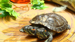 購物商場雙頭龜蛇動物展 取代萬聖節佈置