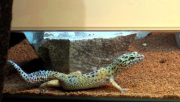 雙頭龜蛇魅力勝鬼怪 商場雙頭動物展參觀者眾