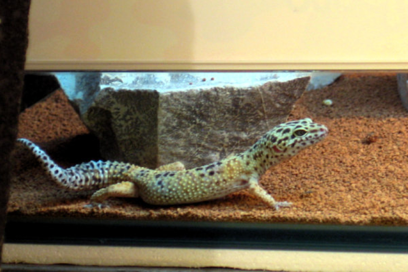 雙頭龜蛇魅力勝鬼怪 商場雙頭動物展參觀者眾