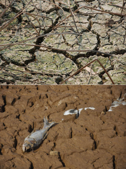 「愛德」獲港府140萬撥款 援助內地旱災災民
