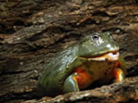 馬灣公園展出驚嚇性奇珍異獸 抗衡兩大樂園萬聖節活動