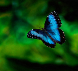 混沌 (chaos) - 蝴蝶效應 (Butterfly effect)