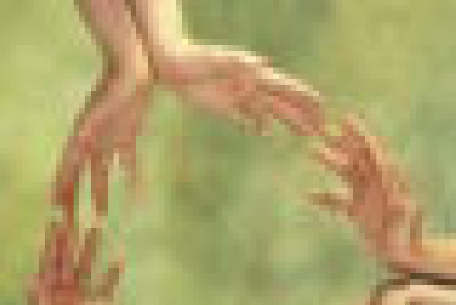 【生命圓舞曲】心靈鐘聲