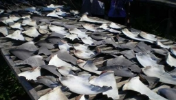 半島酒店支持保育 帶頭棄魚翅菜式