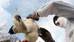 禽流感病毒變種將人傳人 研究結果公開引爭議