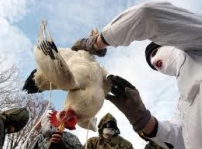 禽流感病毒變種將人傳人 研究結果公開引爭議