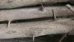 林豪恩:一根刺的恩典