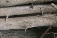 林豪恩:一根刺的恩典