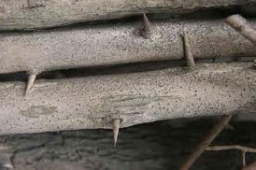 林豪恩:一根刺的恩典