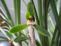 【和諧之歌】買草蘭記