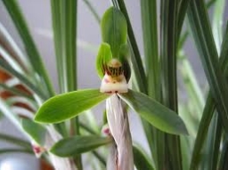 【和諧之歌】買草蘭記