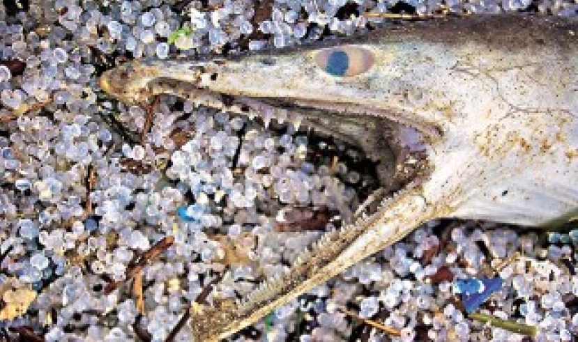 張雲開教授談環保:基督徒「不能坐視不理」