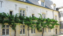 法國現世界倖存最古老釀聖酒的白葡萄藤