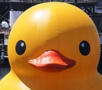 黃色橡皮鴨——被遺忘的使命