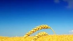 張闊先生 – 金色的麥穗是下垂的 (腓力比書2：5-11)