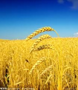 張闊先生 – 金色的麥穗是下垂的 (腓力比書2:5-11)