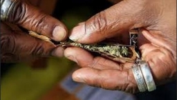 美國科州出售娛樂用大麻合法