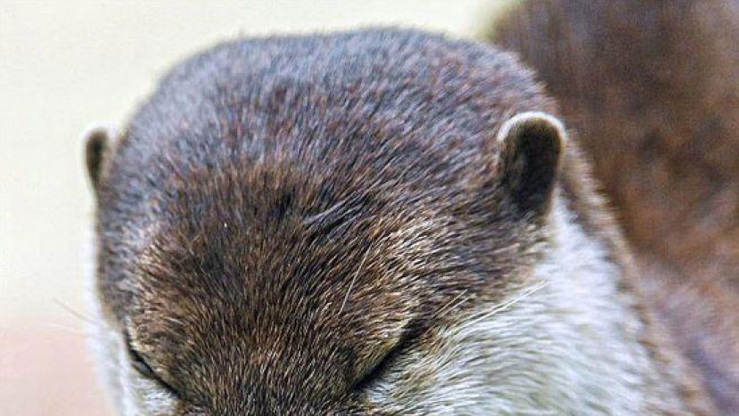 小水獺「謝飯禱告」模樣超可愛