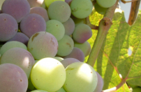 溫偉耀博士：勿做羊皮信徒 要結真果子