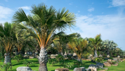 耆老長青宜敬重 牧者喻作棕樹香柏