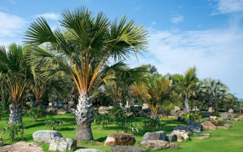 耆老長青宜敬重 牧者喻作棕樹香柏